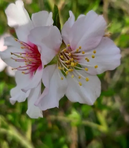 Rossio Sol Mar 3* Лагуш
